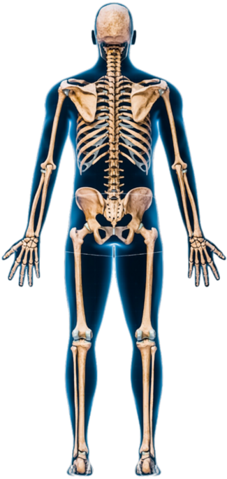 Back Joint Injury Diagram
