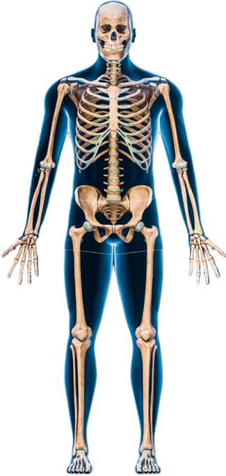 Front Bone Injury Diagram