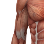 Opposite Arm Resistance Curl