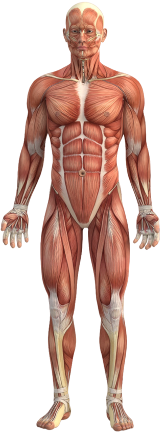 Front Muscle Diagram