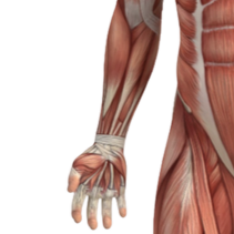 Cable Wrist Curl
