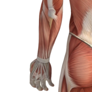 Cable Reverse Wrist Curl