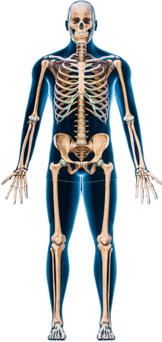 Front Joint Injury Diagram