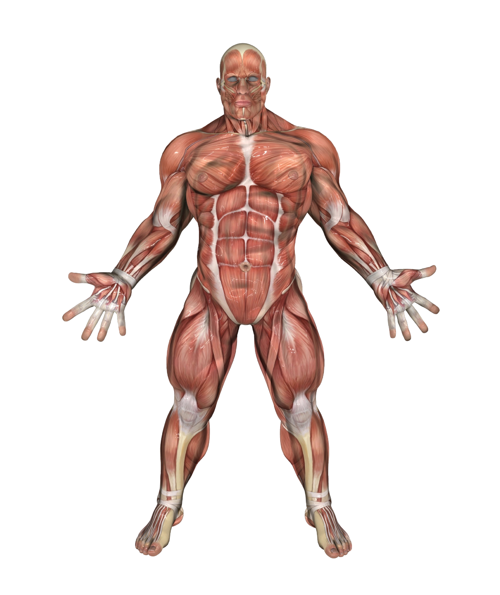 Muscles-Default.png