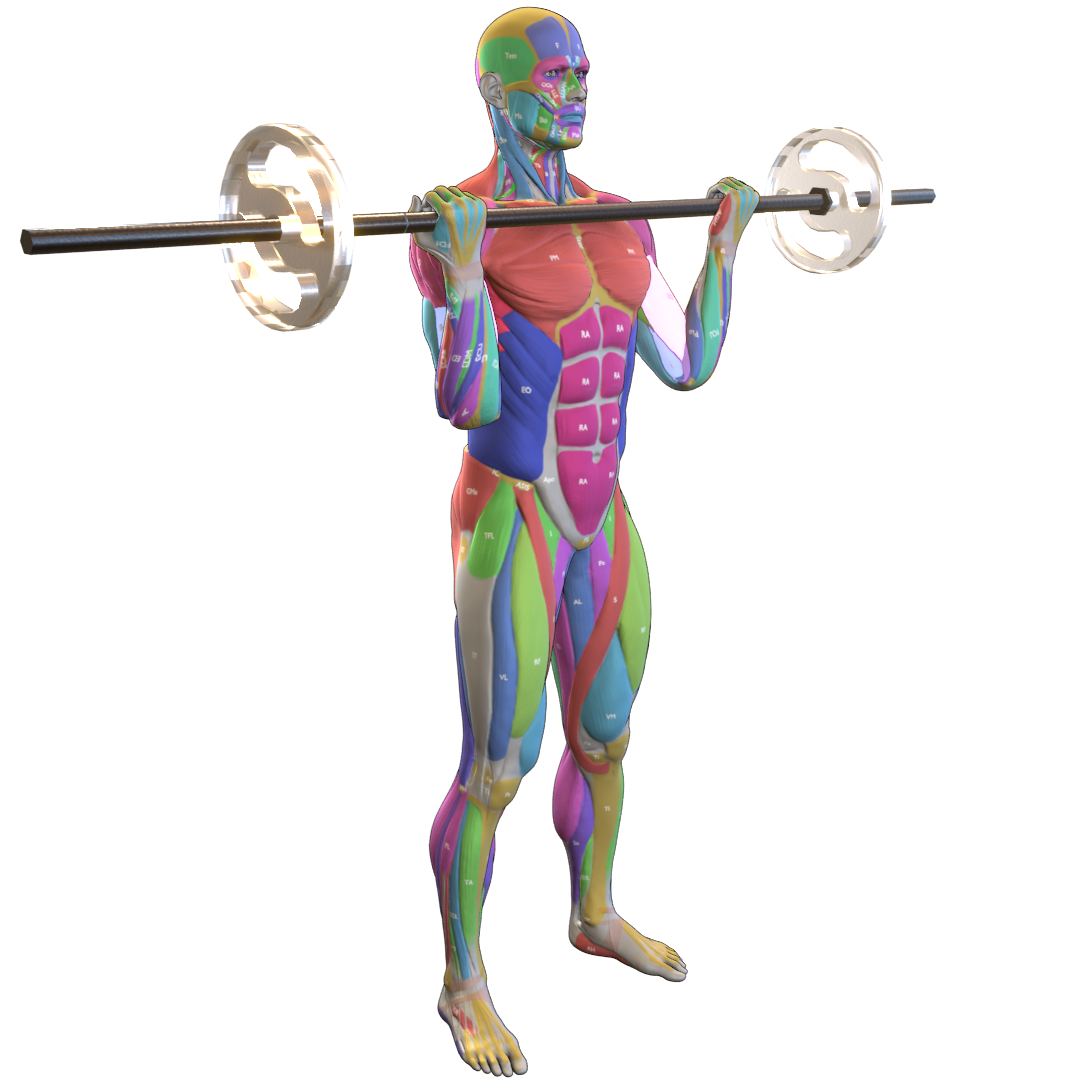 Barbell-Curl-Pic.png