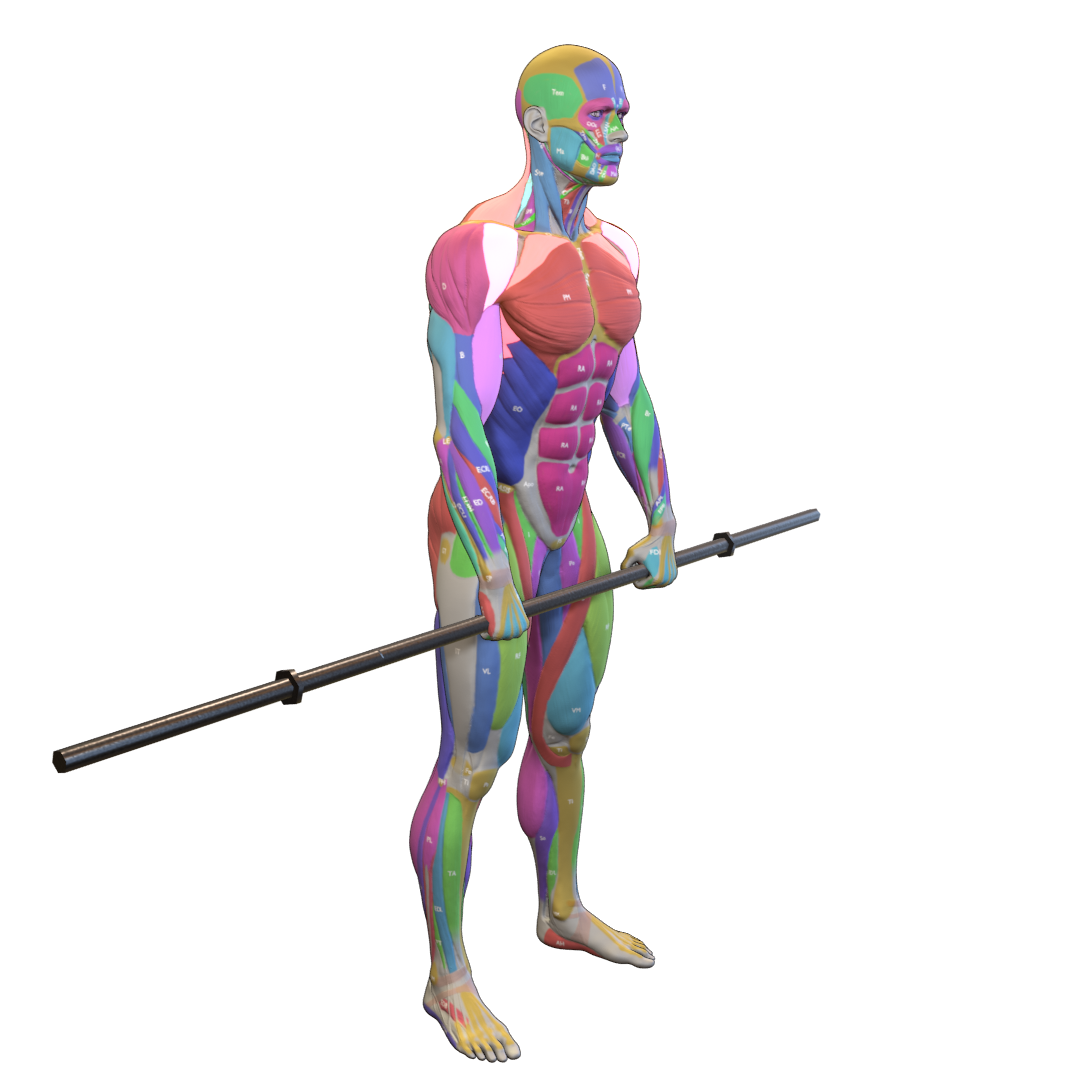 Barbell-Front-Raise-Pic.png