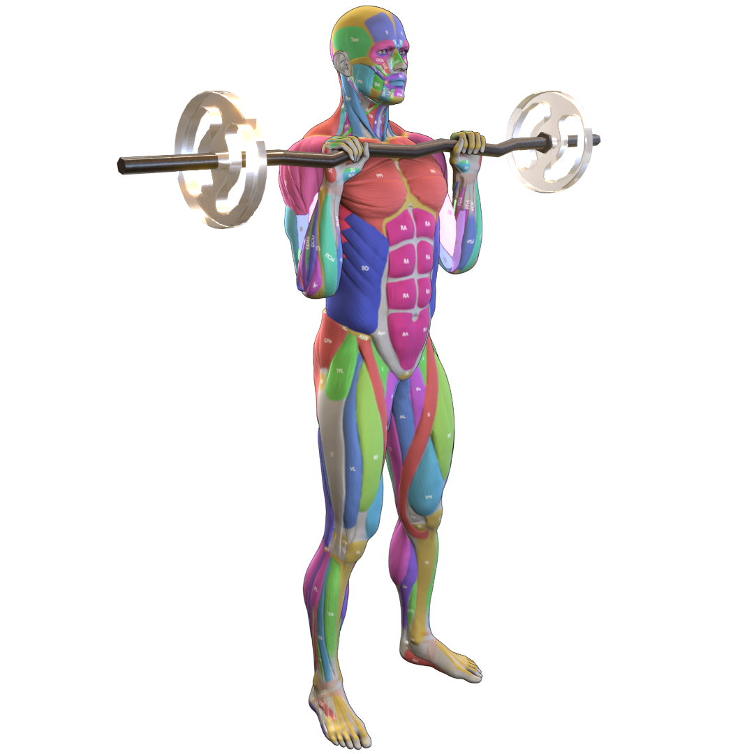 Barbell-Reverse-Curl-Pic.png