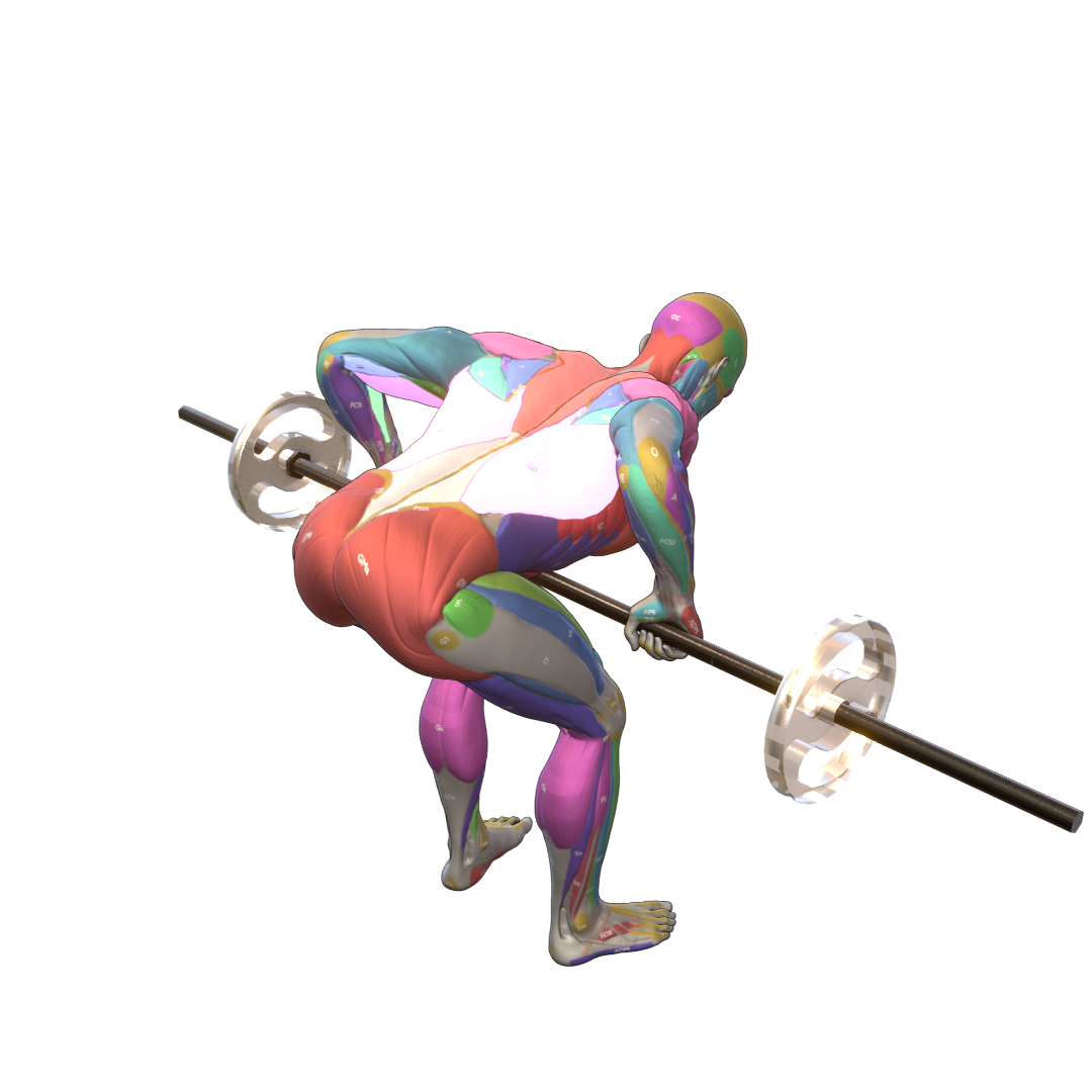 Bent-Over-Row-Pic.png