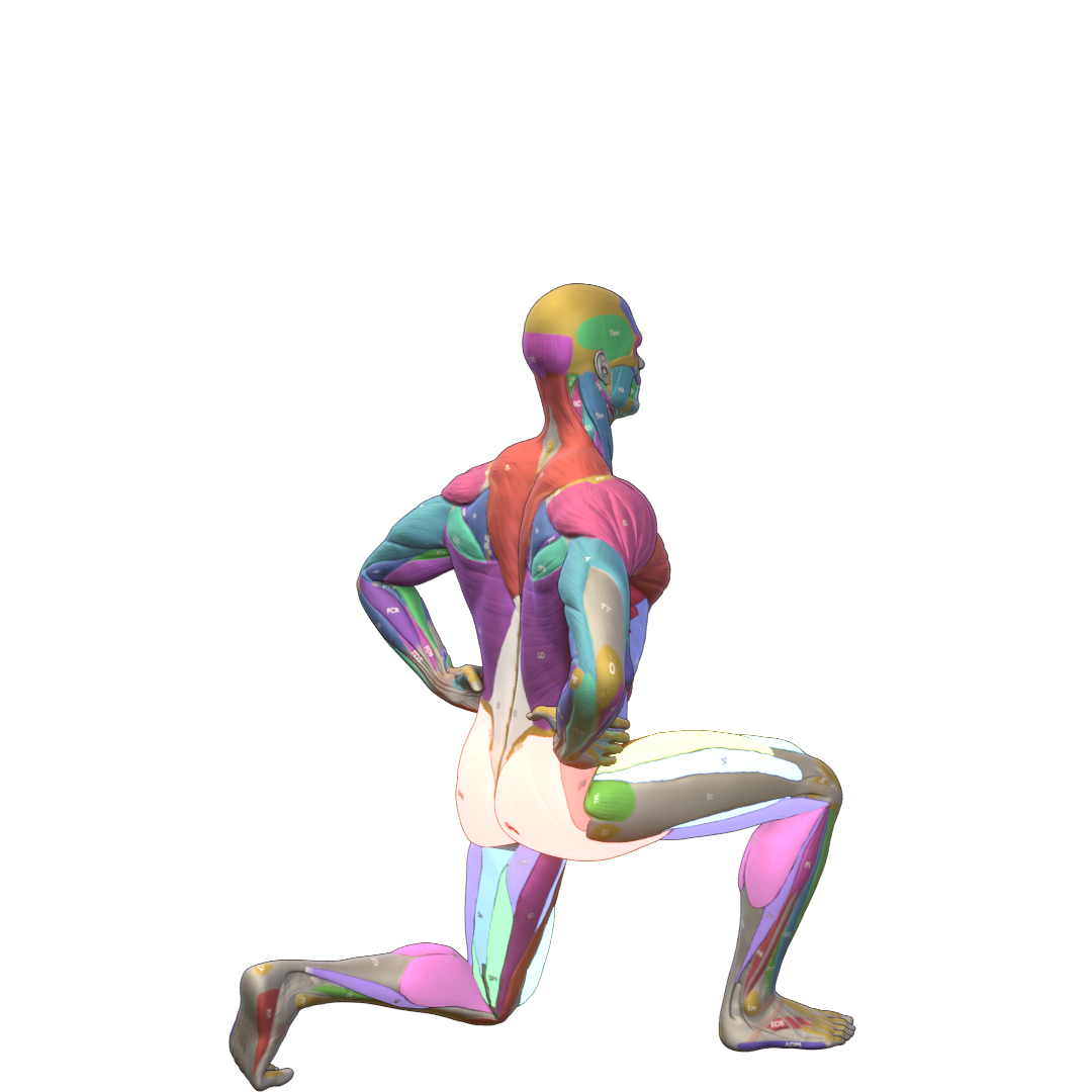 Bodyweight-Reverse-Lunge-Pic.png