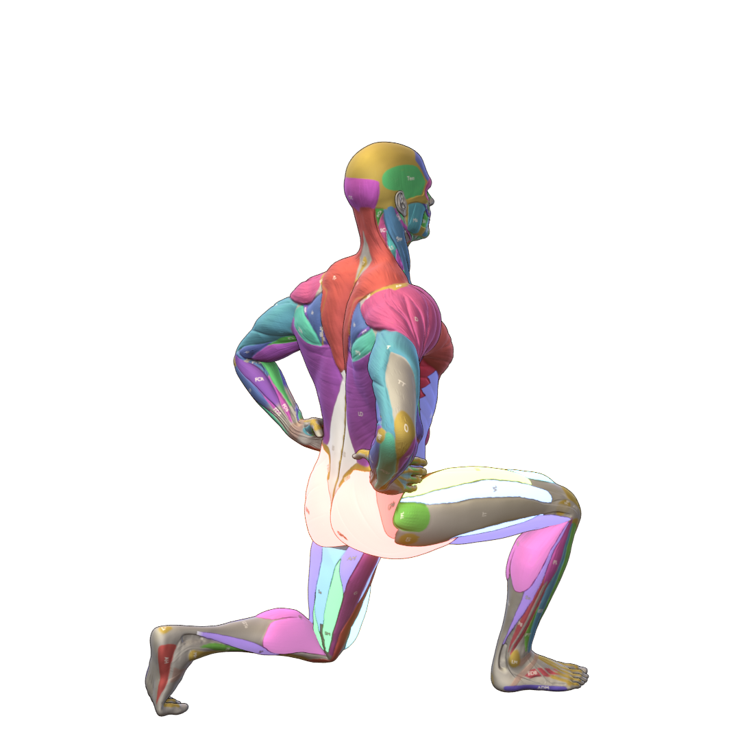 Bodyweight-Split-Squat-Pic.png