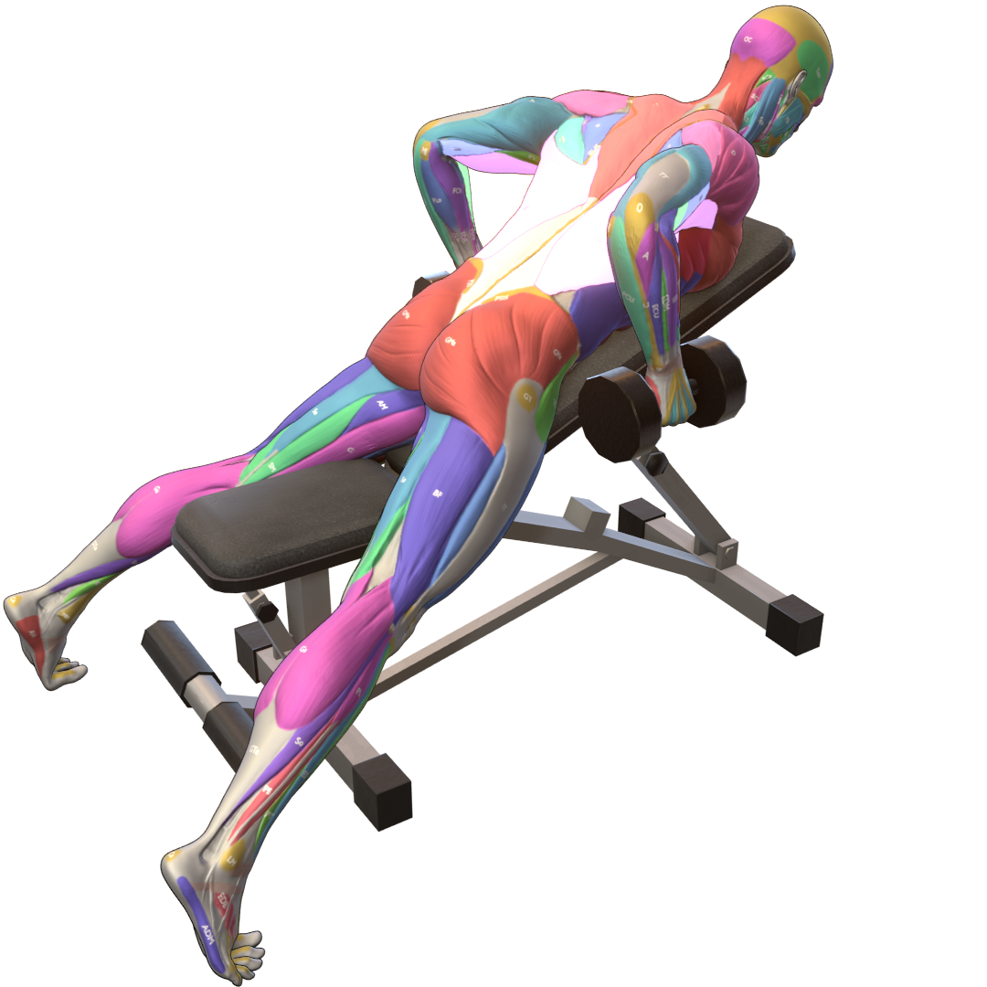 Chest-Supported-Dumbbell-Row-Pic.png