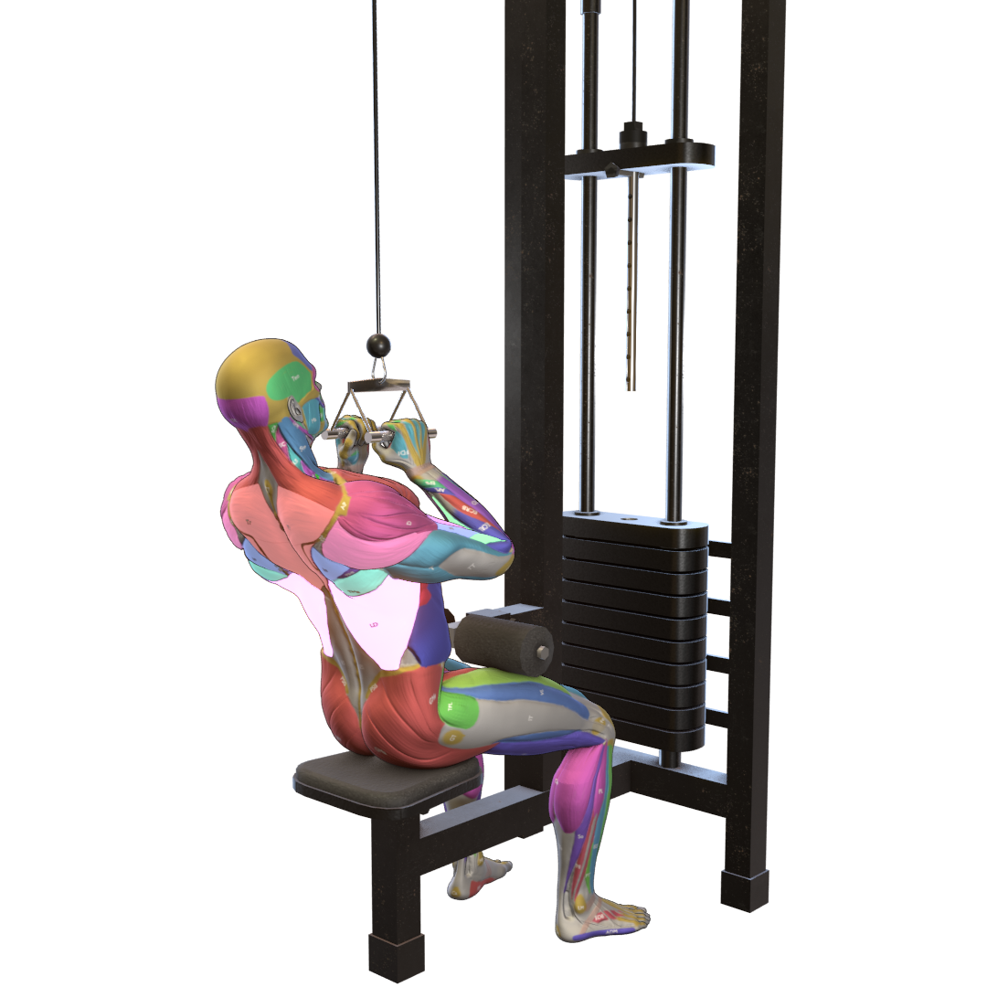 Close-Grip-Lat-Pulldown-Pic.png