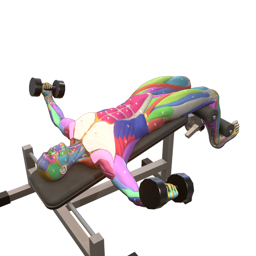 Decline-Dumbbell-Fly-Pic.png