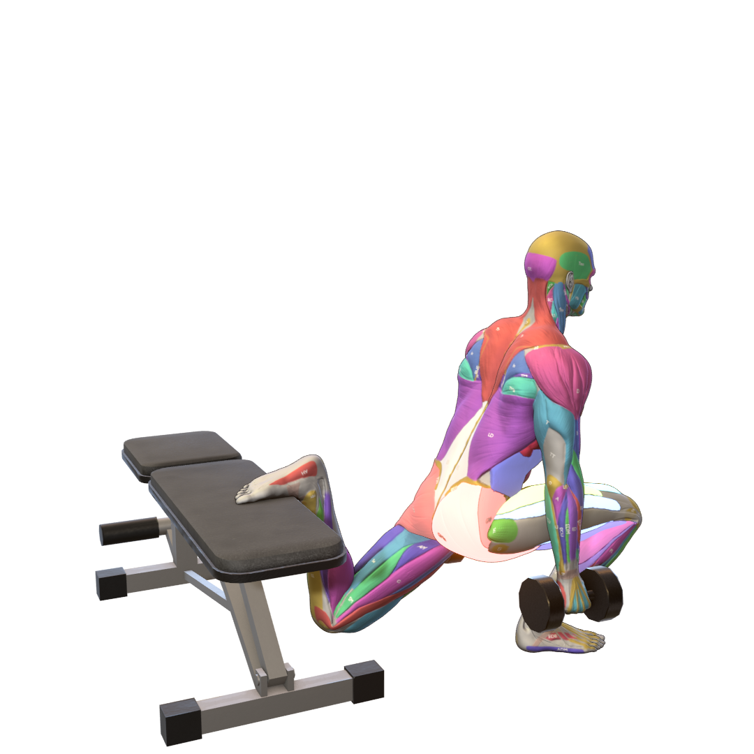 Dumbbell-Bulgarian-Split-Squat-Pic.png