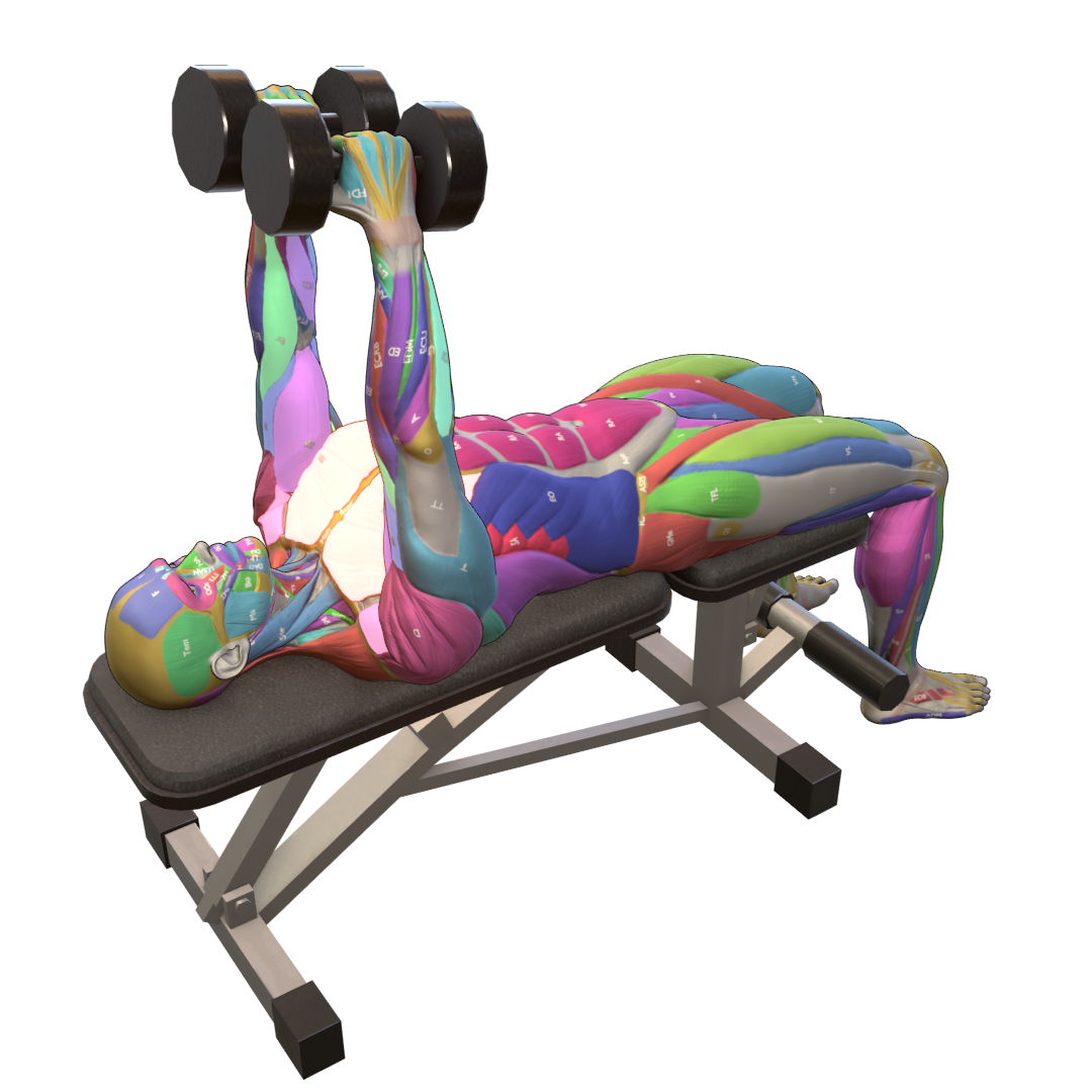 Dumbbell-Fly-Pic.png