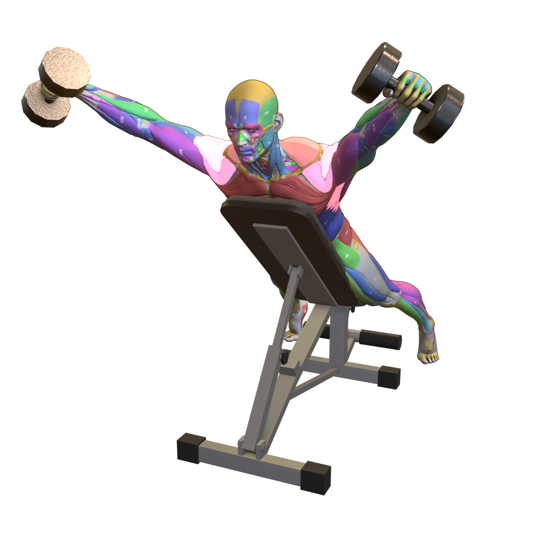 Dumbbell-Incline-Y-Raise-Pic.png