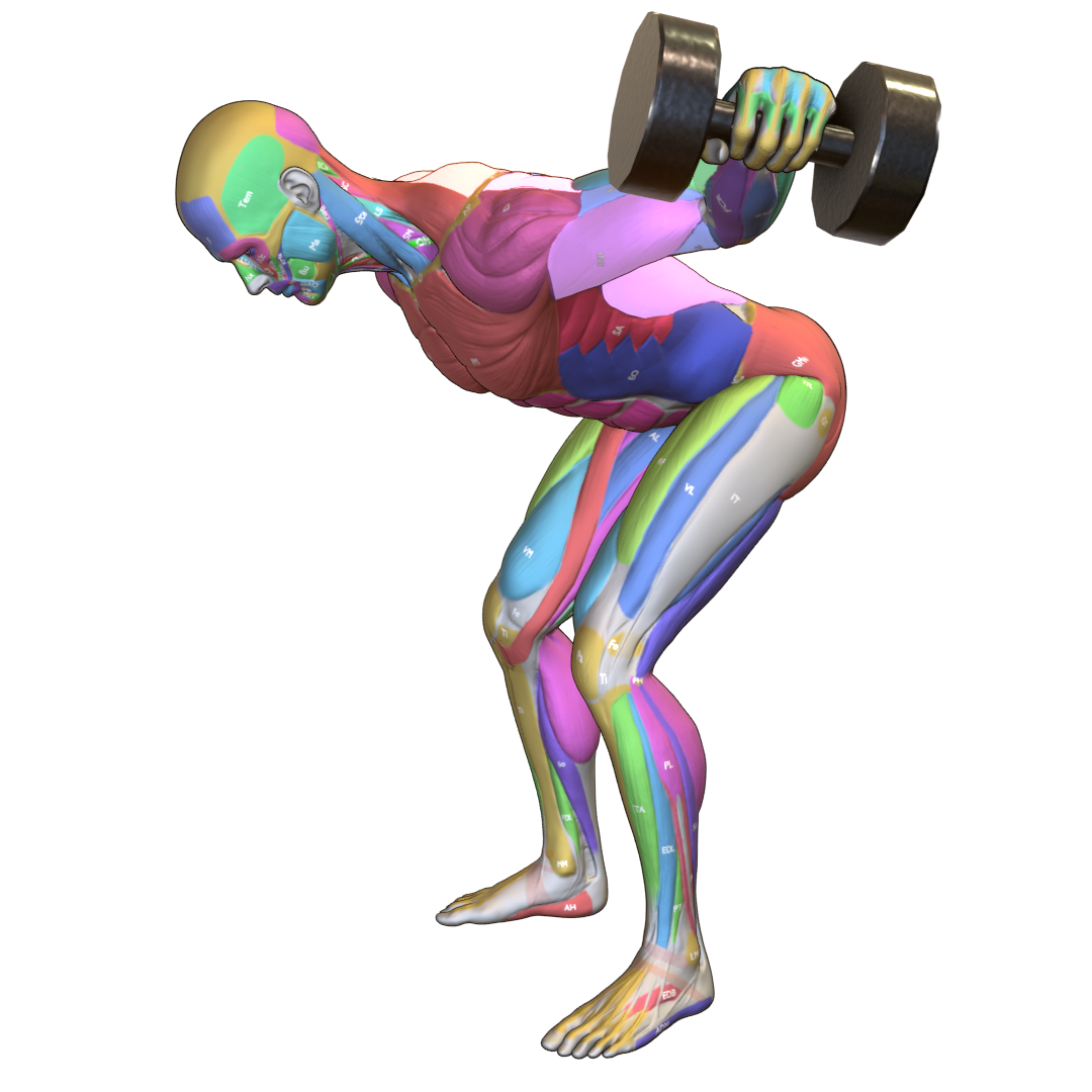 Dumbbell-Reverse-Fly-Pic.png