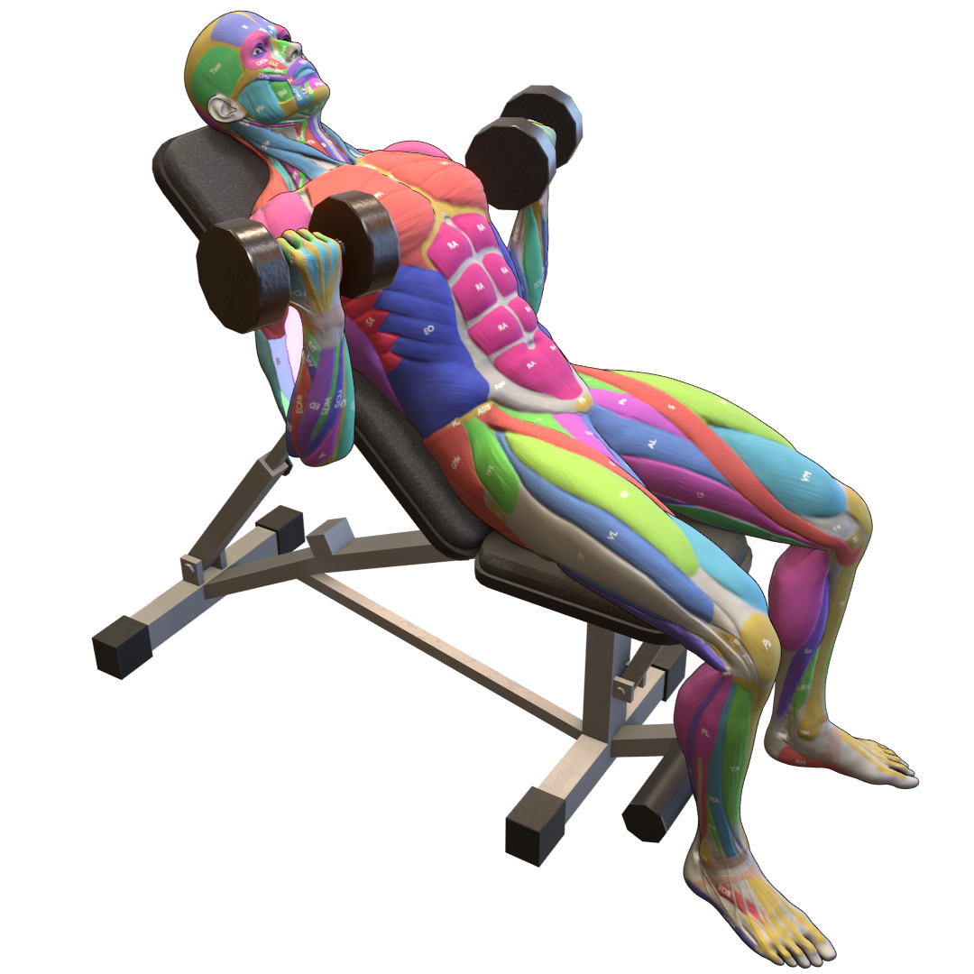 Incline-Dumbbell-Curl-Pic.png