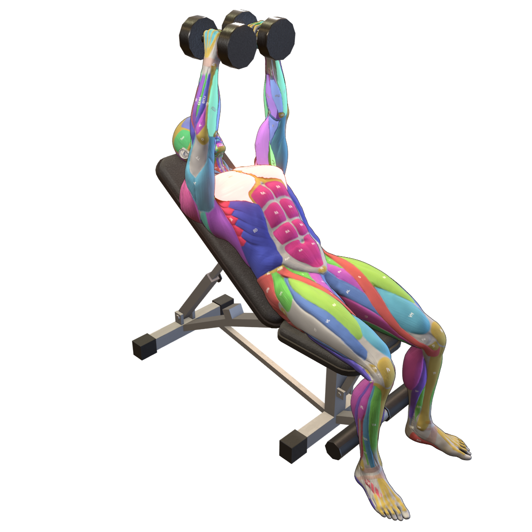 Incline-Dumbbell-Fly-Pic.png