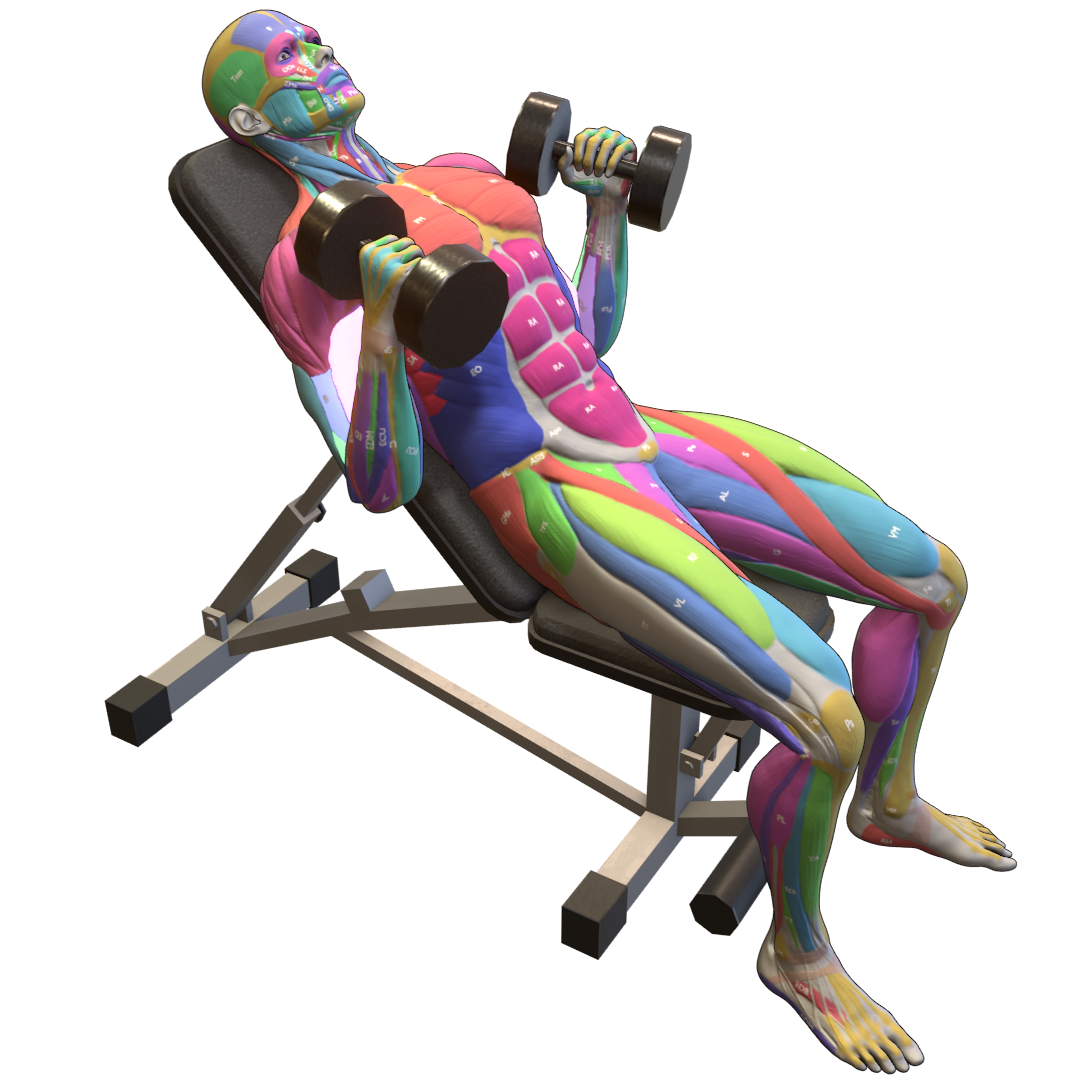 Incline-Hammer-Curl-Pic.png