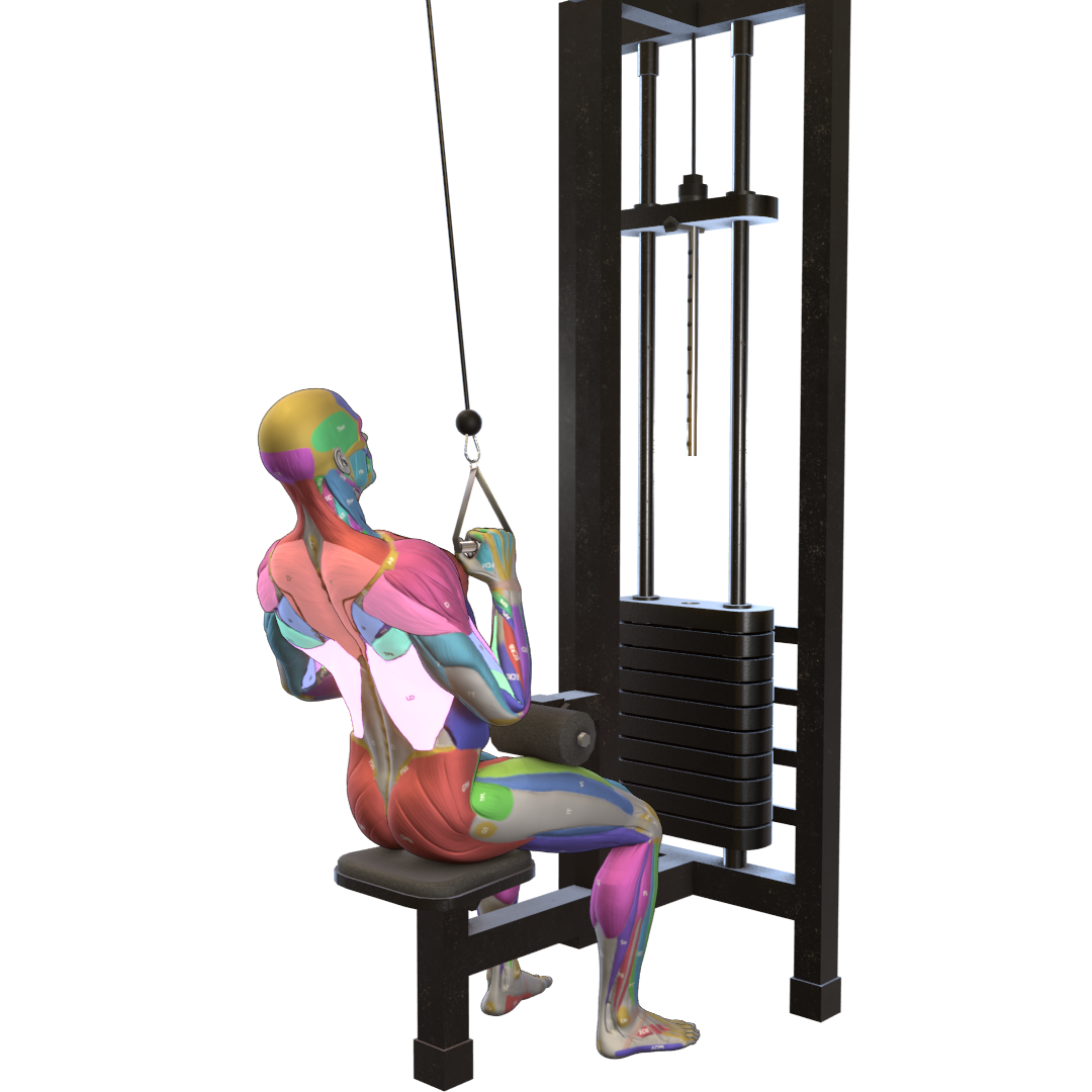 One-Arm-Lat-Pulldown-Pic.png