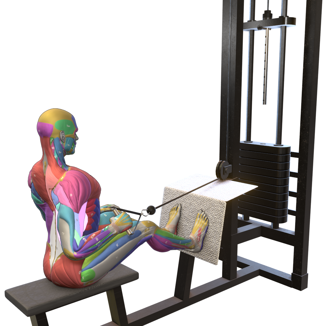 One-Arm-Seated-Cable-Row-Pic.png