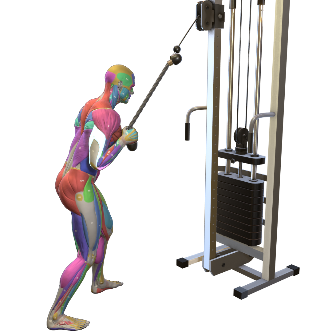 One-Arm-Triceps-Rope-Pushdown-Pic.png