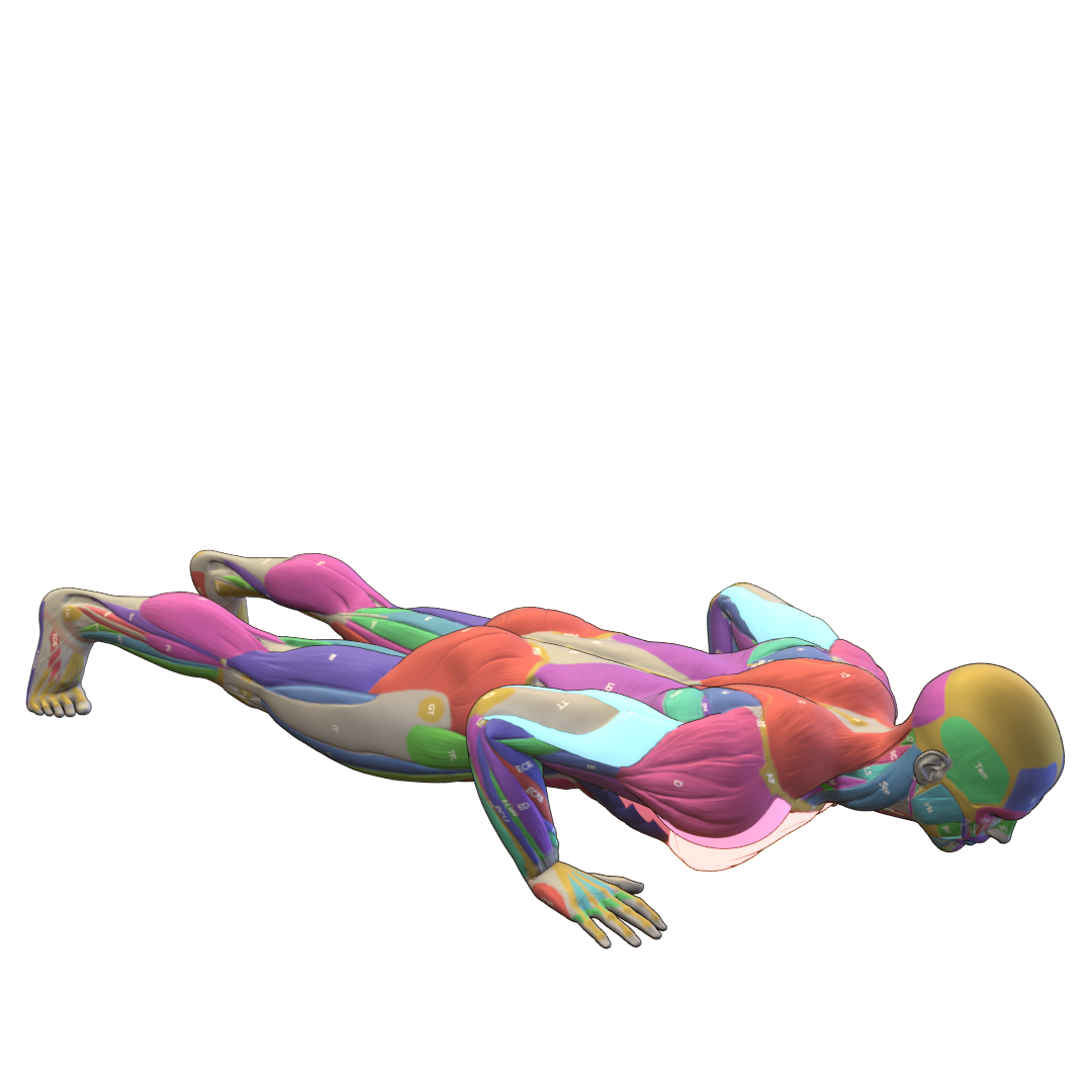 Push-Up-Pic.png