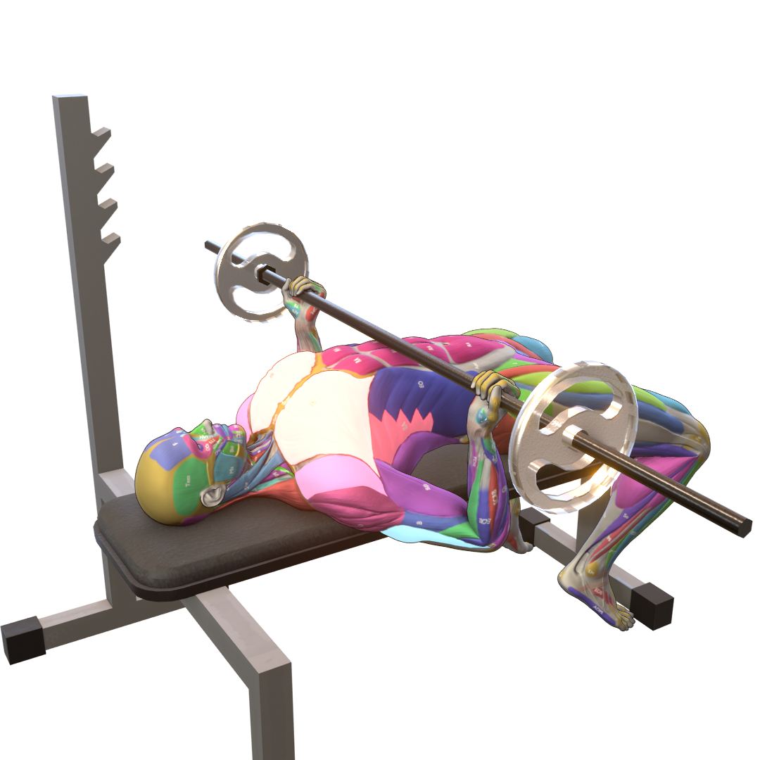 Reverse-Grip-Bench-Press-Pic.png