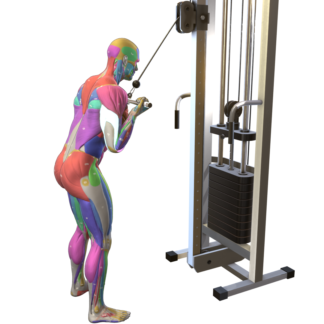 Reverse-Grip-Triceps-Pushdown-Pic.png