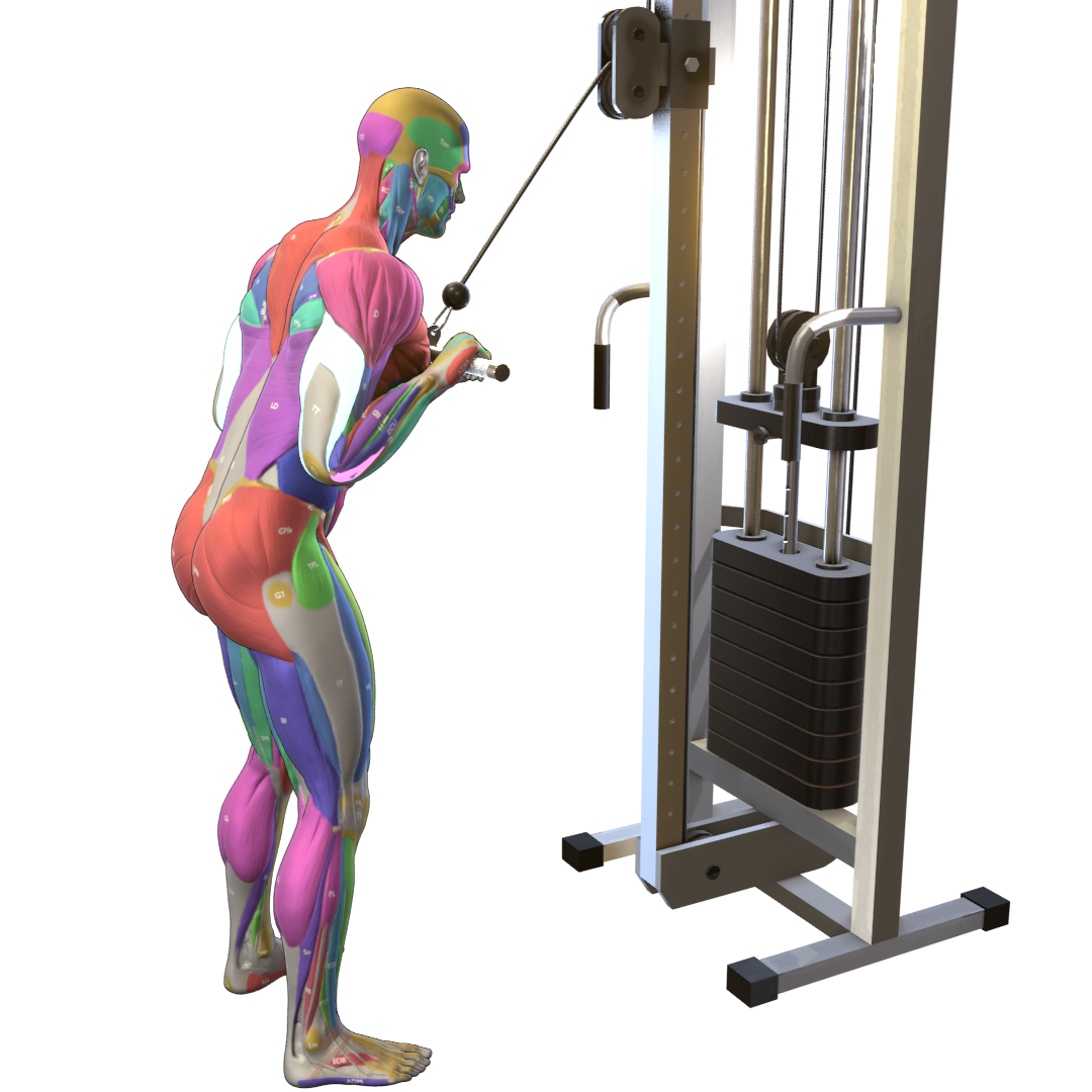 Triceps-Pushdown-Pic.png