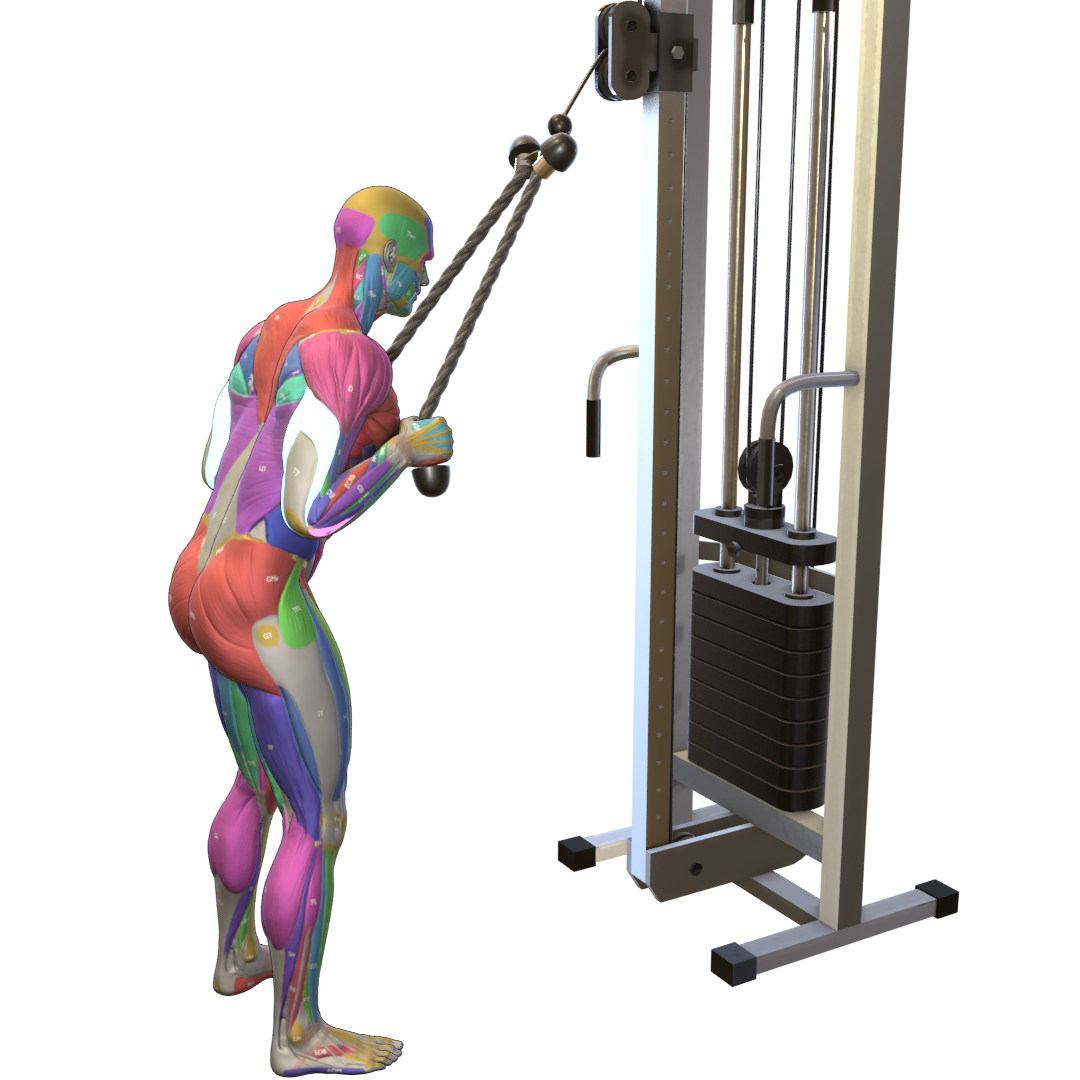 Triceps-Rope-Pushdown-Pic.png